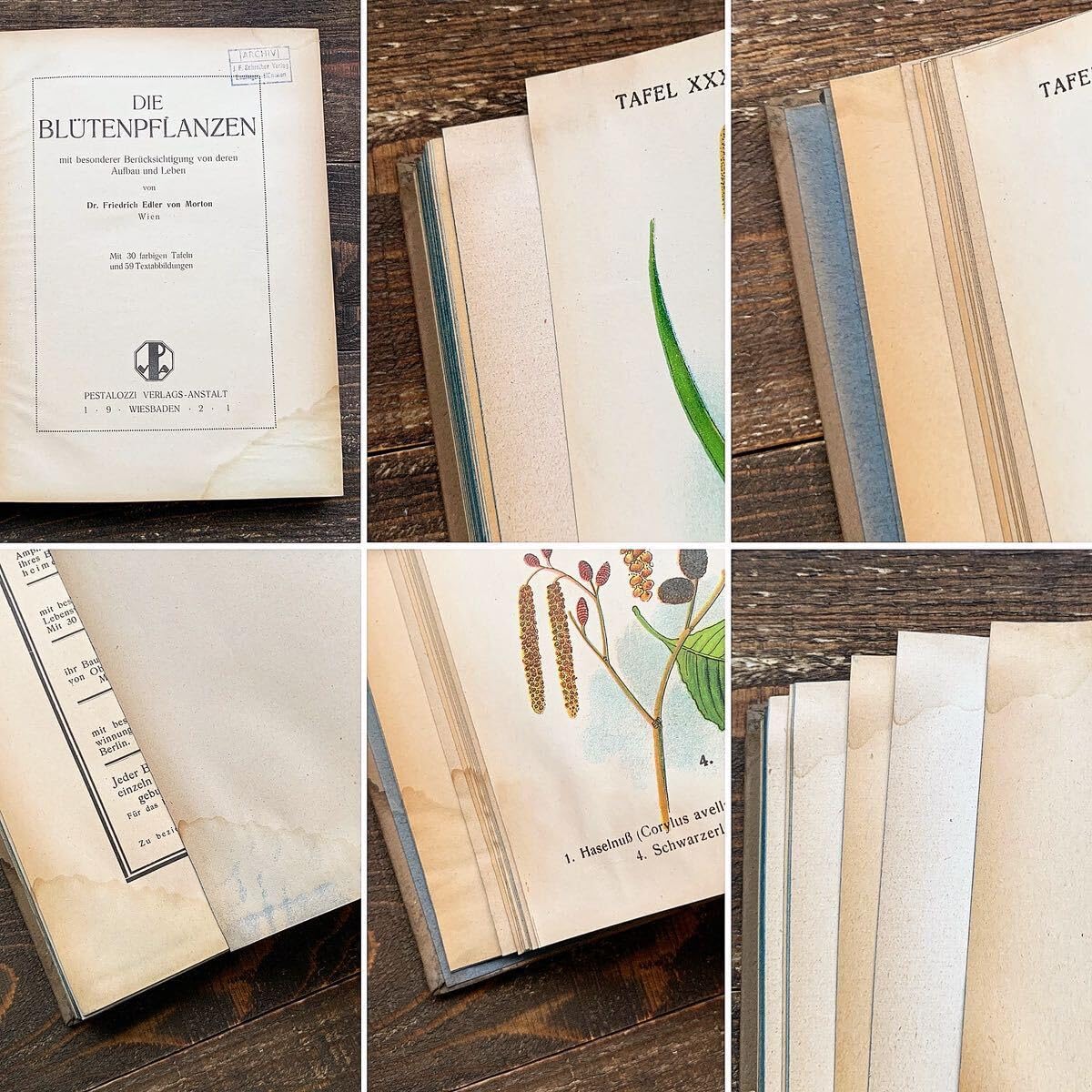 Amazon.co.jp: [難あり]ドイツの古い植物図鑑(DIE BLUTENPFLANZEN 1921